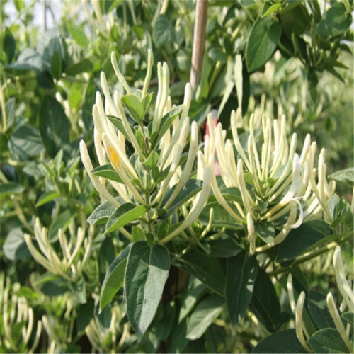 金银花苗批发 金银花苗多少钱一颗