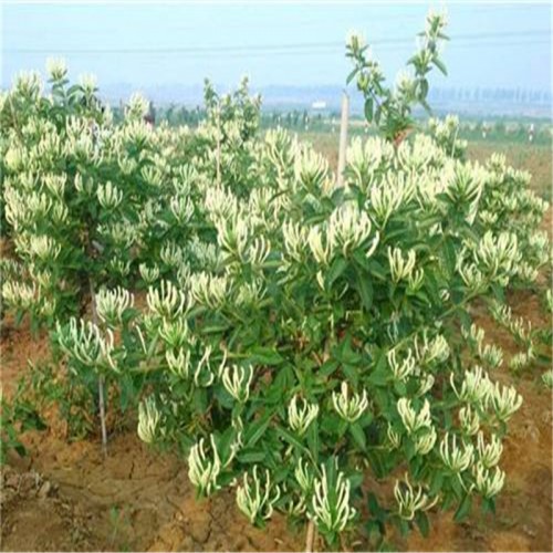 金银花苗批发价格 金银花苗栽培基地