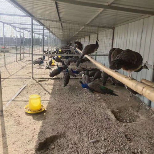 孔雀 观赏孔雀活体 纯种孔雀