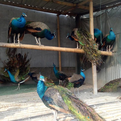 孔雀 观赏蓝孔雀价格