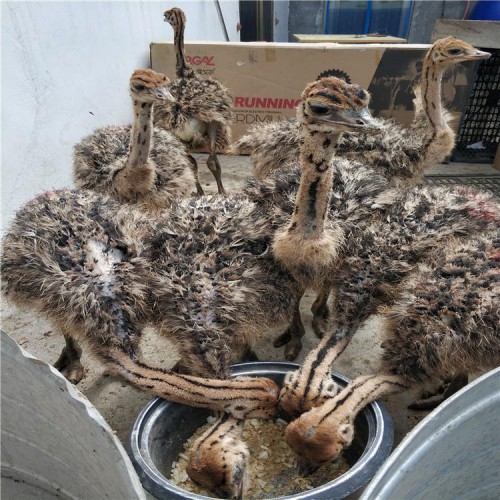 鸵鸟 小鸵鸟 特禽鸵鸟