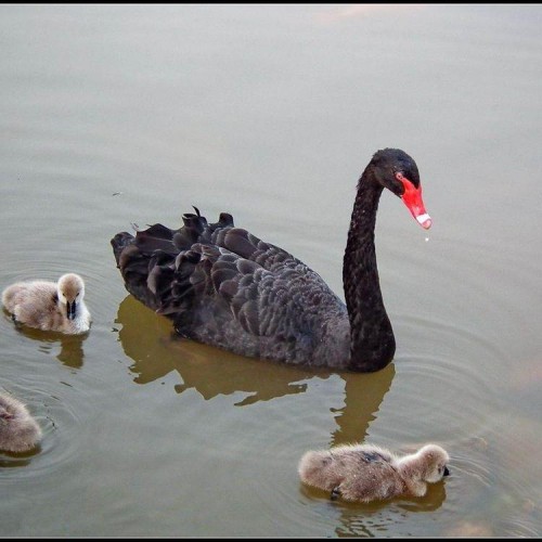 黑天鹅 农村黑天鹅养殖 景区观赏黑天鹅