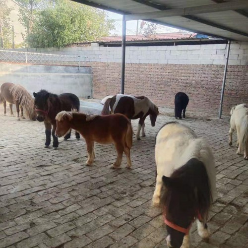 矮马 现货批发 小矮马价格