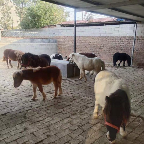 矮马 出售景区专用矮马