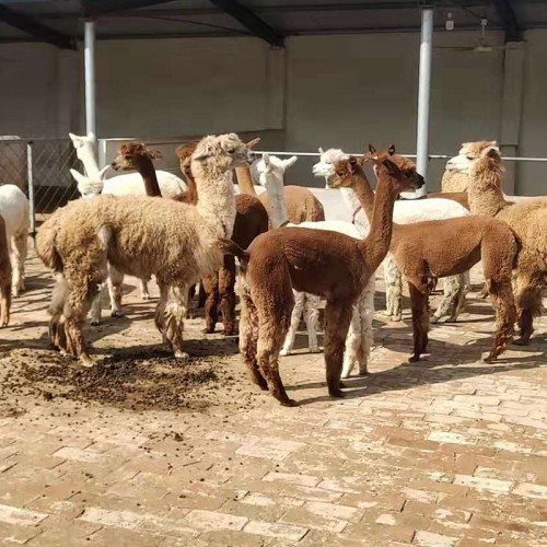 羊驼 小羊驼价格 羊驼养殖
