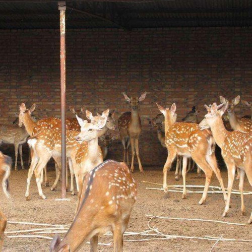 梅花鹿 梅花鹿零售 观赏梅花鹿