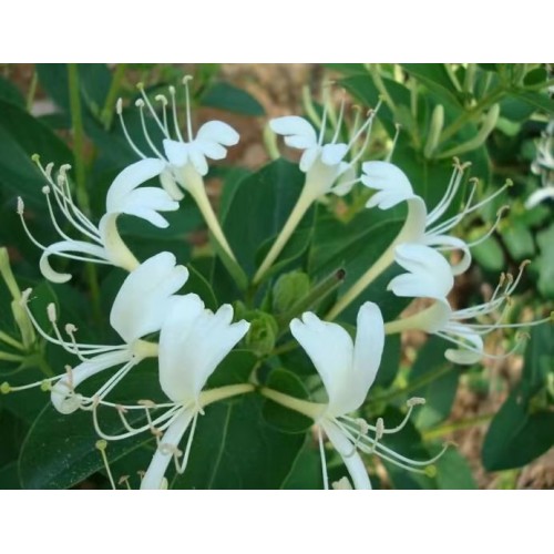 四季金银花 四季金银花价格