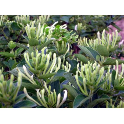 四季金银花多少钱 四季金银花价格