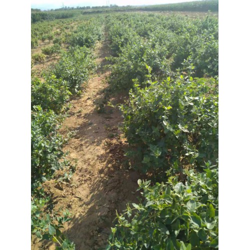 四季金银花基地