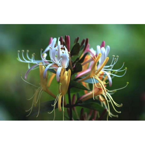 红色五彩金银花苗价格