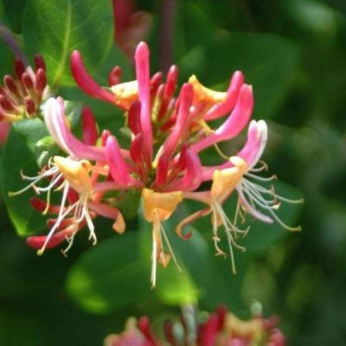 红色五彩金银花苗基地