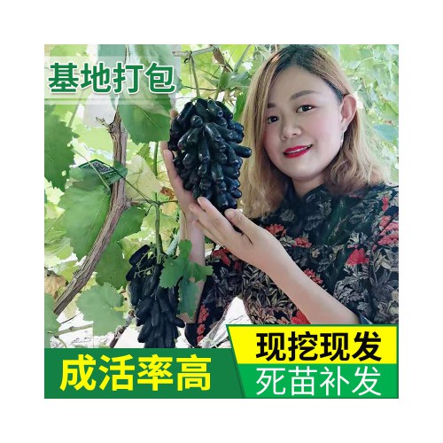 葡萄苗 基地批发甜蜜蓝宝石葡萄苗