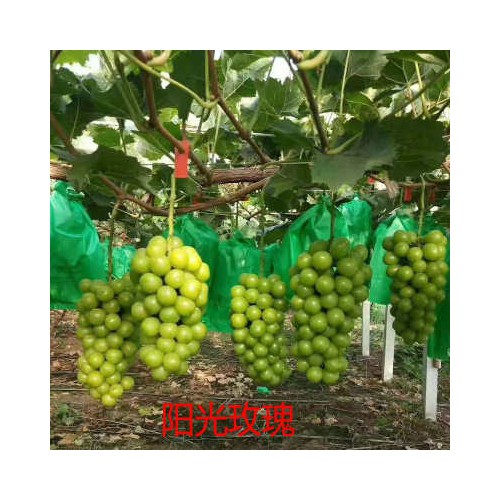 葡萄苗 现挖现发阳光玫瑰嫁接葡萄苗