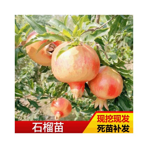 石榴苗 批发蒙阳红石榴苗 基地种植高成活率