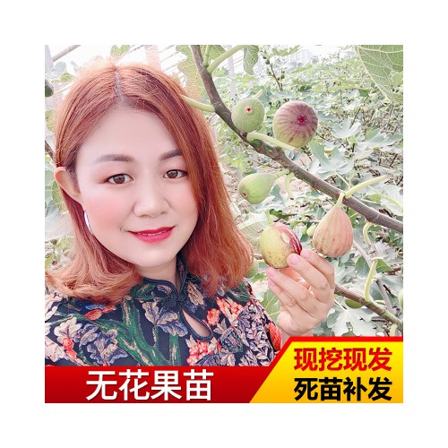 无花果苗 基地批发无花果苗 园林种植无花果波姬红