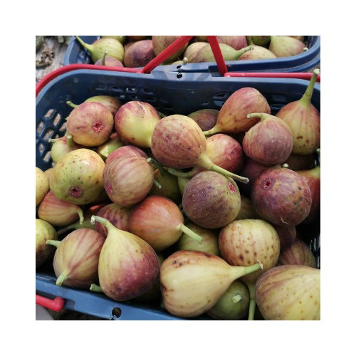 无花果苗 布兰瑞克苗波姬红无花果苗