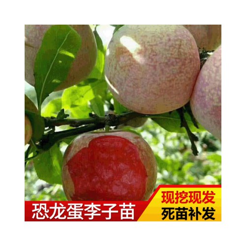 李子苗 基地种植李子苗 现挖现发恐龙蛋李子苗