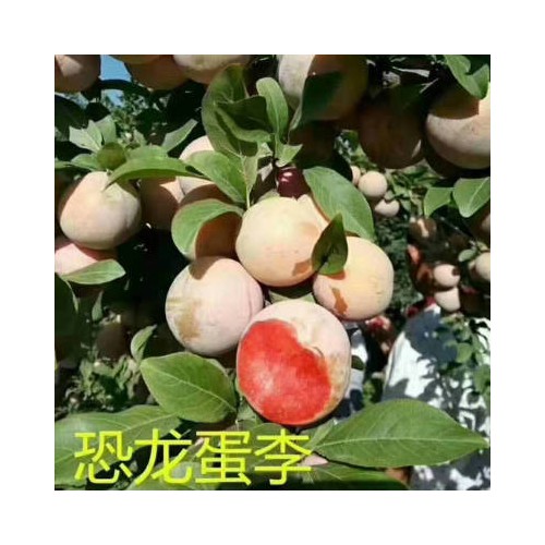 李子苗 高成活率园林果树嫁接苗木