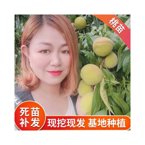桃树苗 基地种植桃苗 园林嫁接苗木多品种