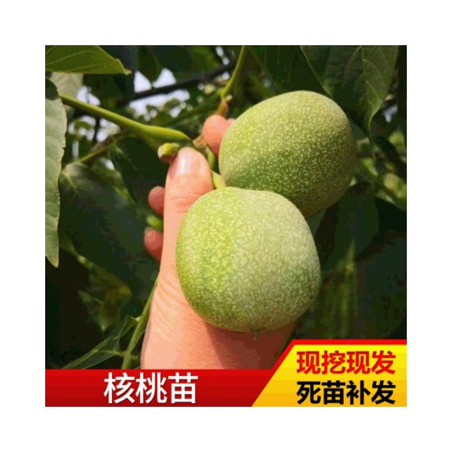 核桃苗 嫁接香玲核桃苗 8518多品种园林苗木 核桃苗木