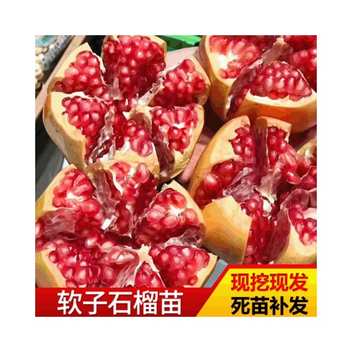 石榴苗 基地种植突尼斯软子石榴嫁接苗现挖现发