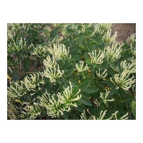 北花一号金银花苗  金银花苗多少钱一棵