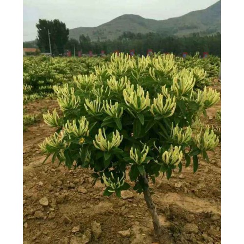 北花一号金银花苗  金银花苗多少钱一棵