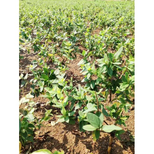 北花一号金银花苗  金银花苗多少钱一棵