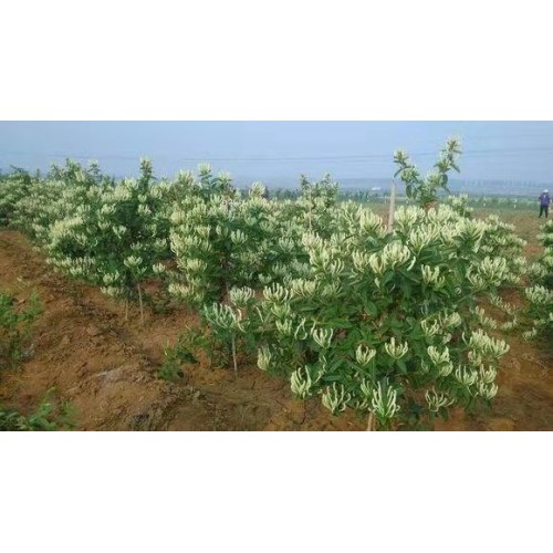 金银花苗多少钱一棵