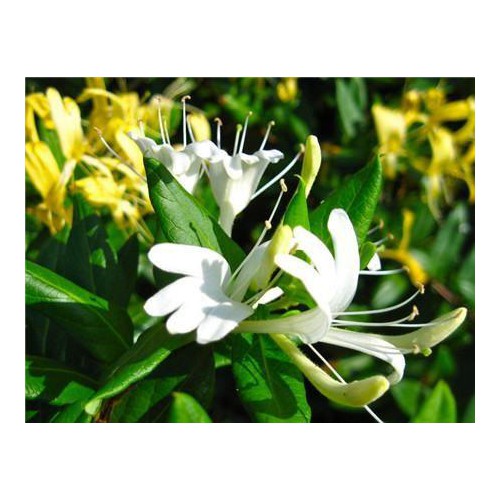 金银花价格   金银花基地