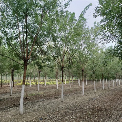 国槐    长期供应各种规格齐全