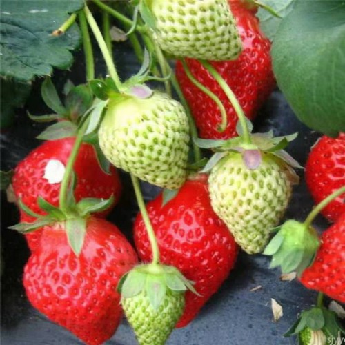 草莓苗 山东草莓苗 泰安草莓苗 草莓苗价格