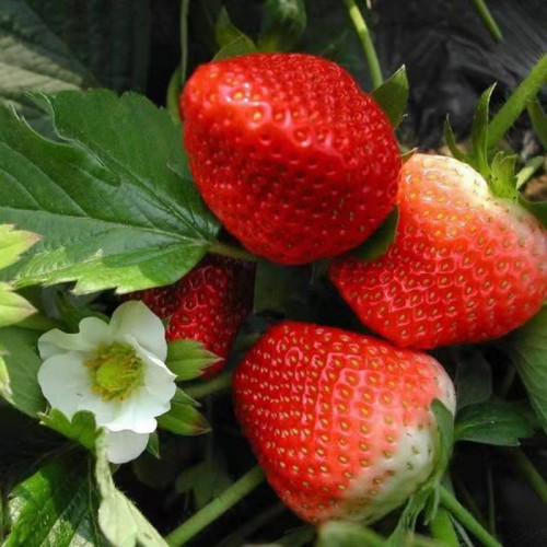 购买草莓苗 草莓苗种苗批发  新型草莓苗 优良草莓苗