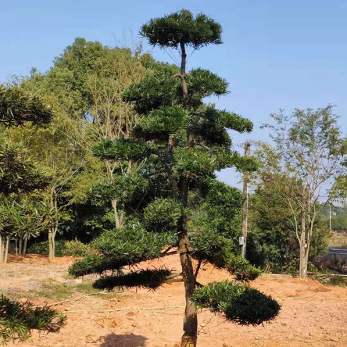 造型罗汉松8-20公分