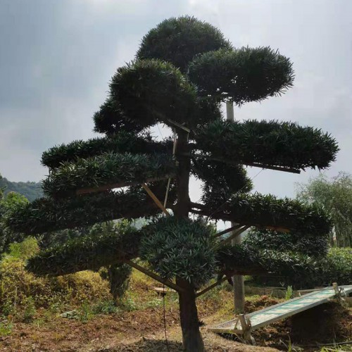 16-20公分精品造型罗汉松