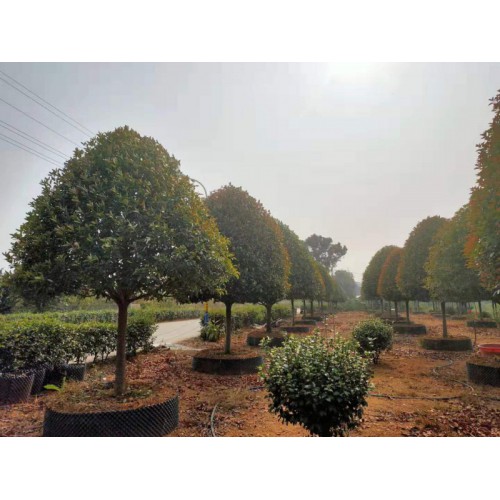 红叶石楠 红叶石楠厂家基地