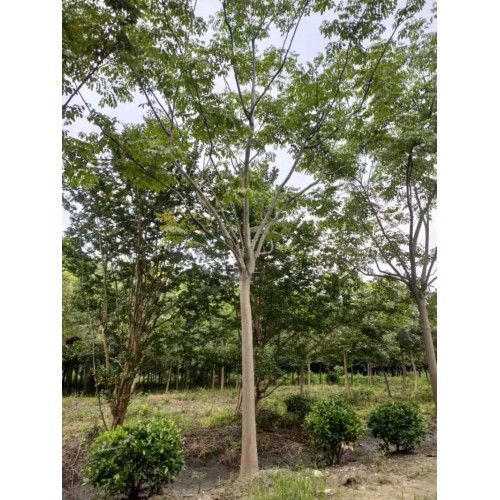 栾树 栾树厂家基地