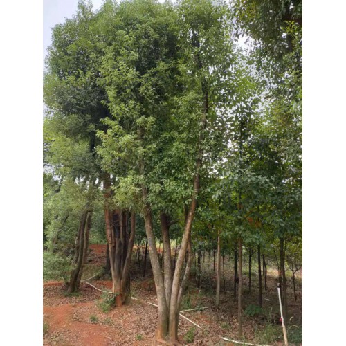 香樟树 香樟树基地