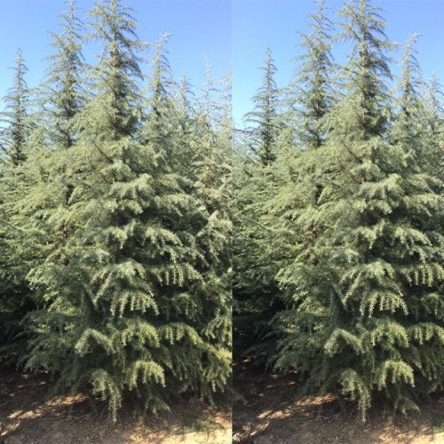 工程苗木雪松 雪松树 雪松树苗 雪松小苗 雪松价格