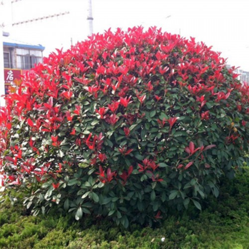 红叶石楠 红叶石楠价格 红叶石楠供应商