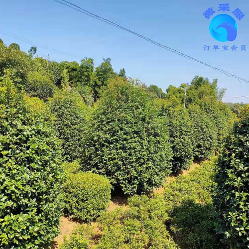 丛生桂花树价格