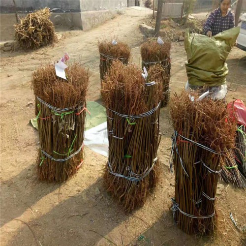 新品种桃树苗 批发桃树苗