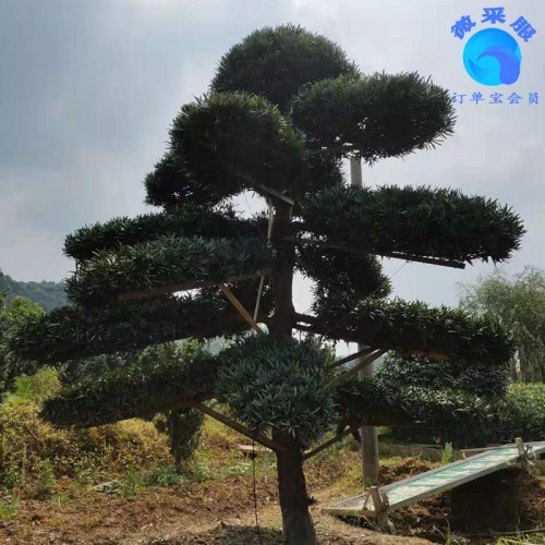 造型罗汉松的价格