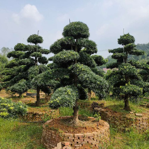 造型罗汉松批发