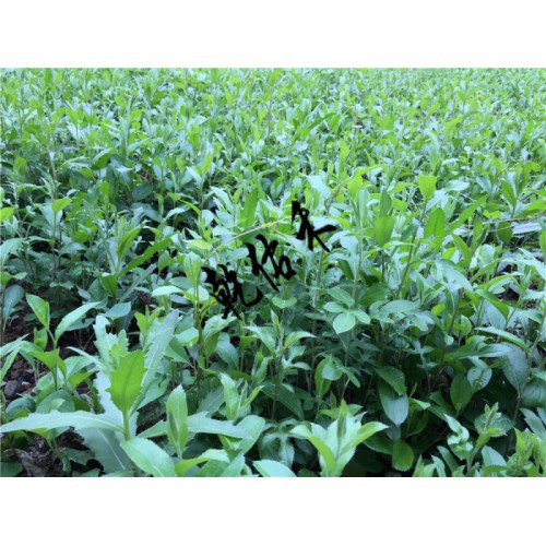 北苍术二年生种苗