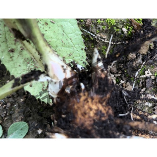 北苍术一年生种苗