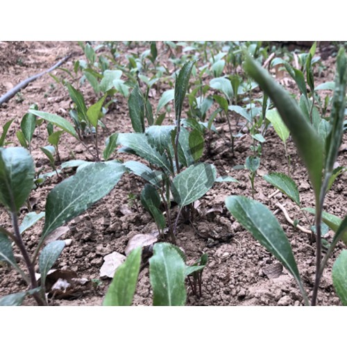 茅苍术2年生种苗