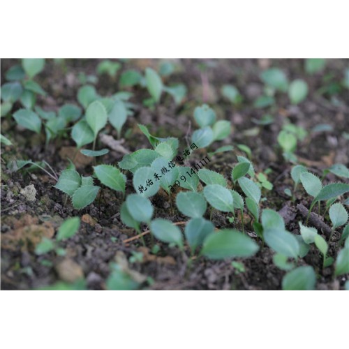 茅苍术1年生种苗