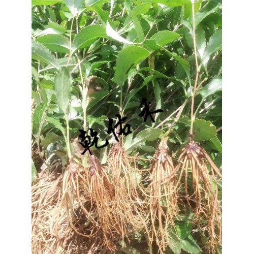 南苍术2年生种苗