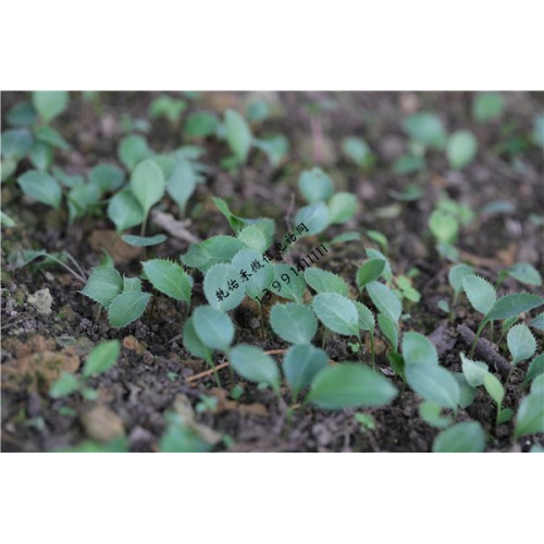 南苍术一年生种苗